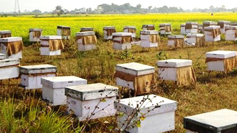 नवलपुरका किसान मौरीपालनतर्फ आकर्षित