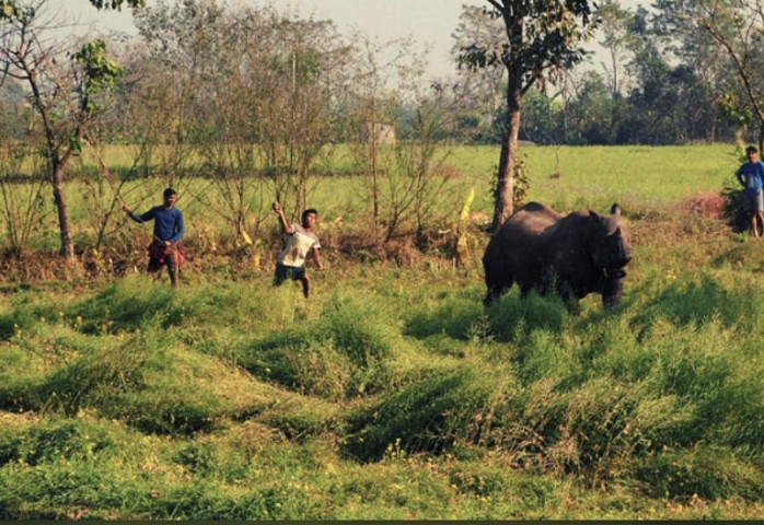 एक वर्षमा चितवनमा जङ्गली जनावरको आक्रमणबाट १२ जनाको मृत्यु