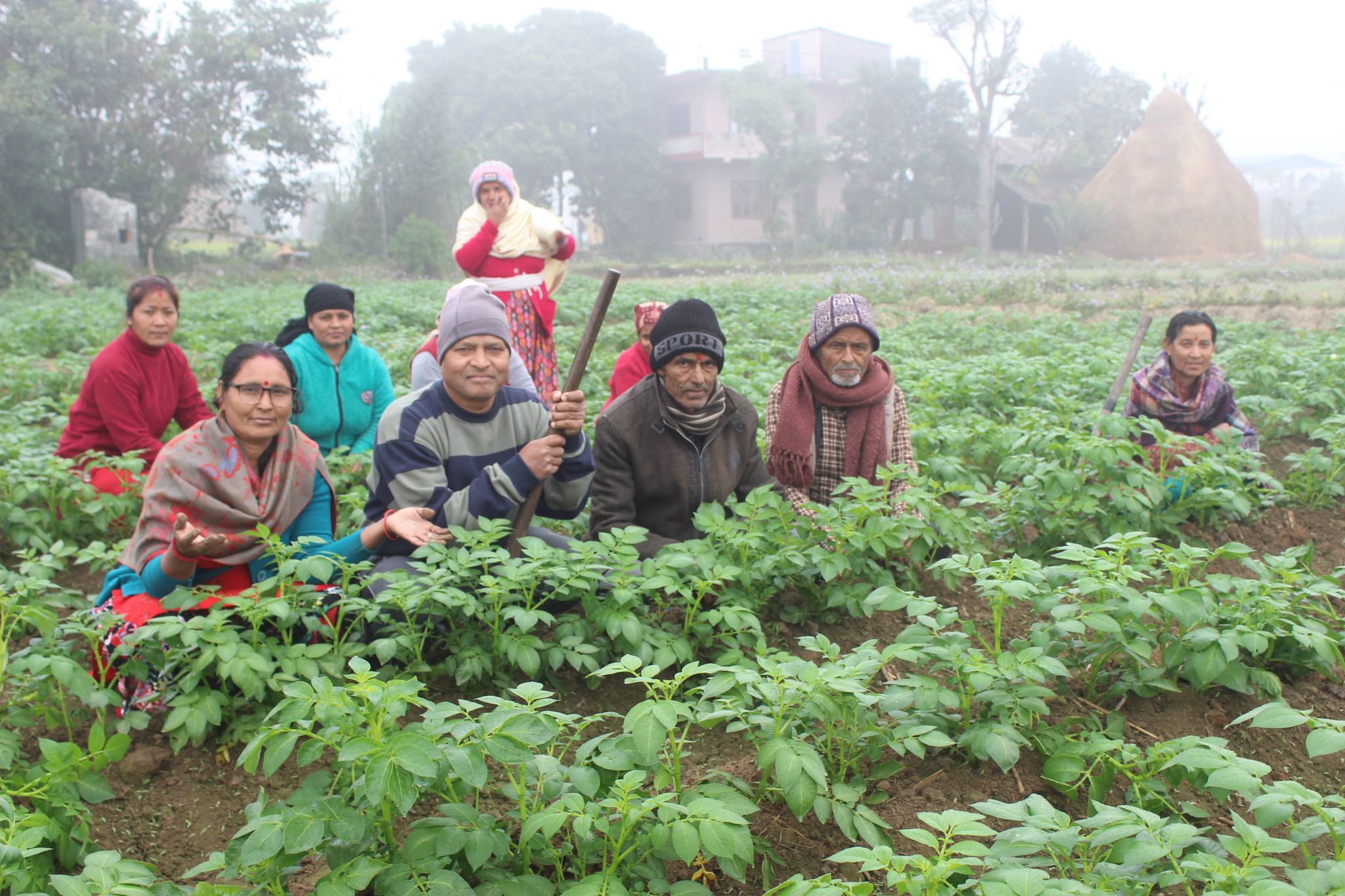 सामूहिक आलु खेतीमा आकर्षित किसान