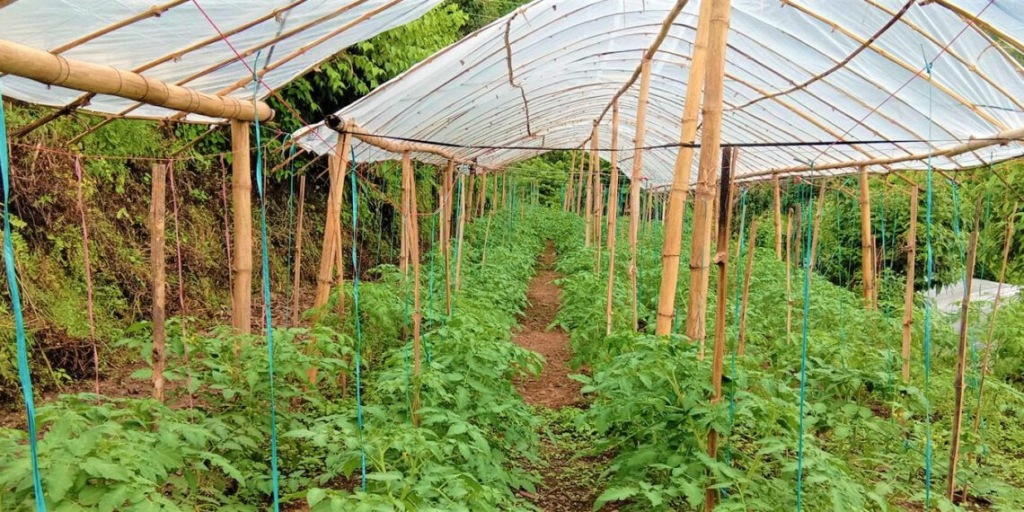 व्यावसायिक गोलभेँडा खेतीमा बढ्दो आकर्षण   