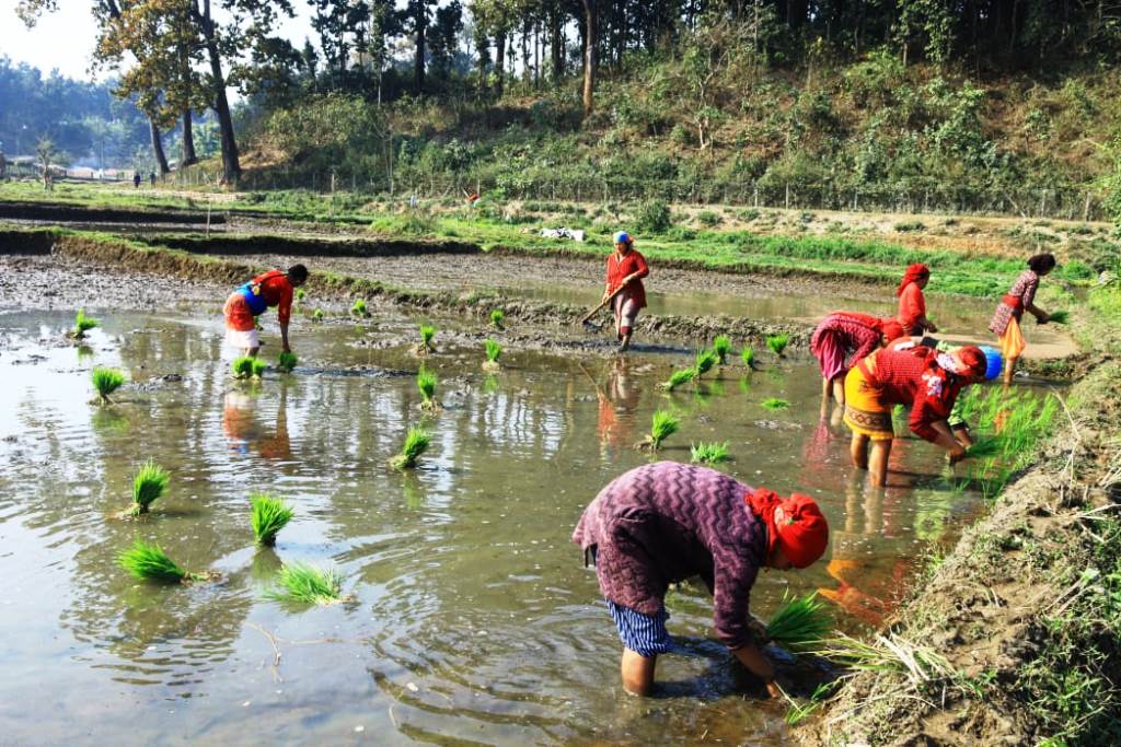 नवलपुरका किसानलाई चैते धान रोप्न भ्याइनभ्याइ