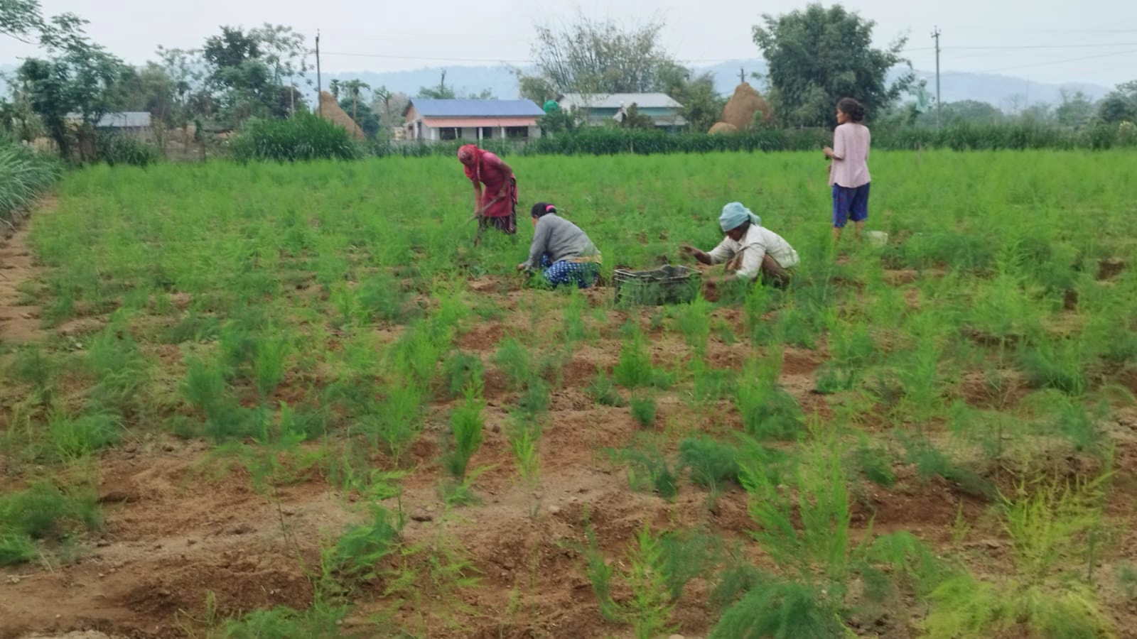 मध्यविन्दुमा कुरिलो खेती