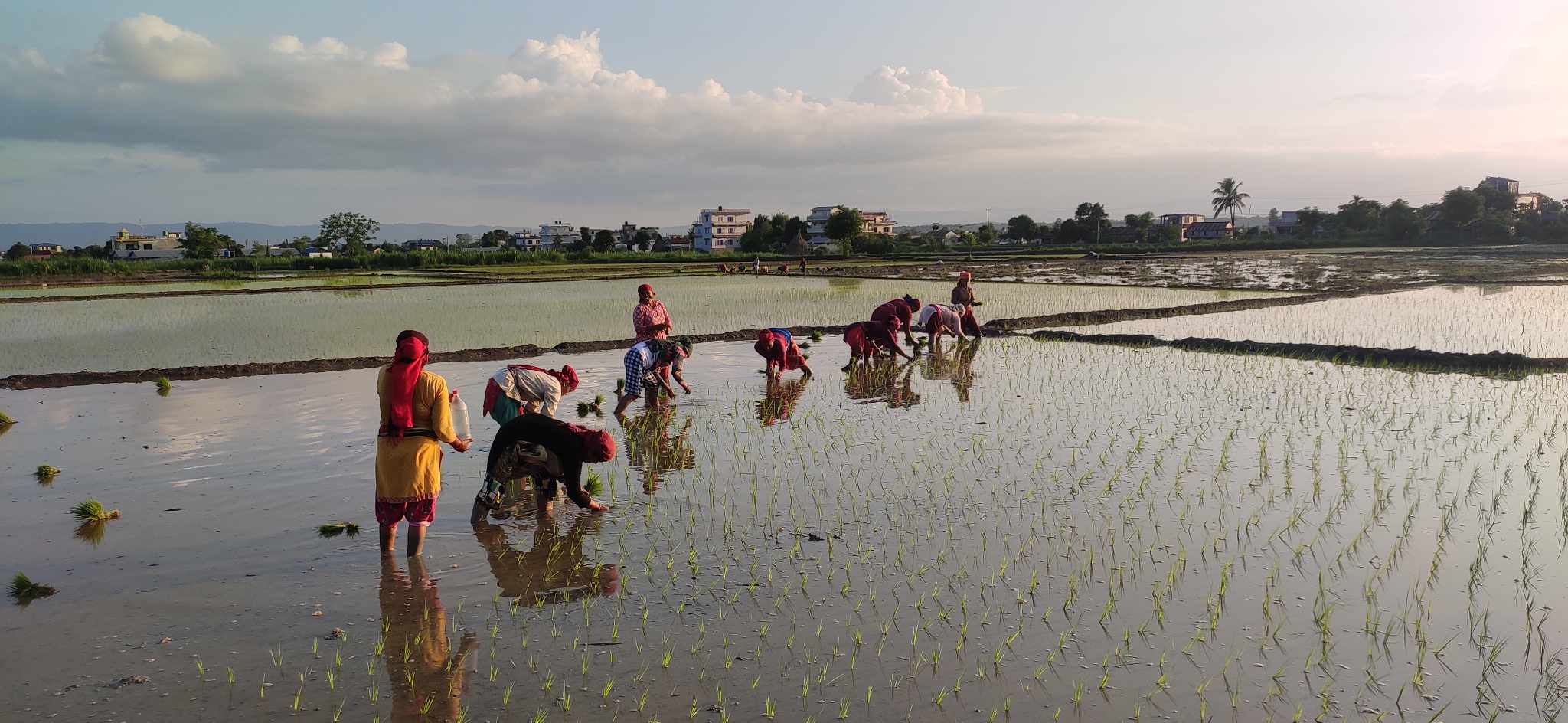 यस वर्ष दस प्रतिशत कम धान रोपाइँ