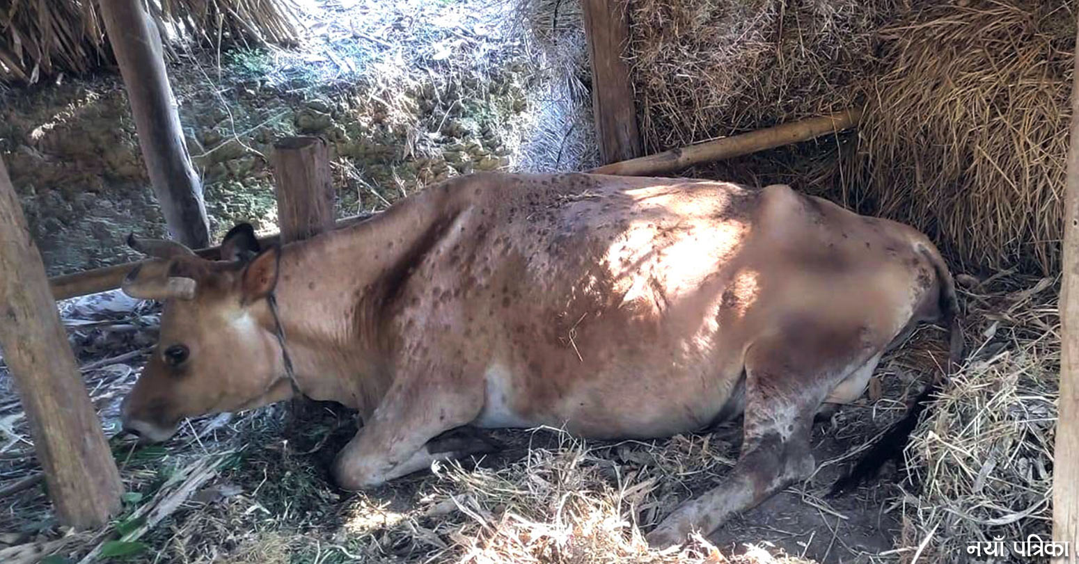 गण्डकीमा ८० हजार पशुचौपायमा लम्पी स्किन