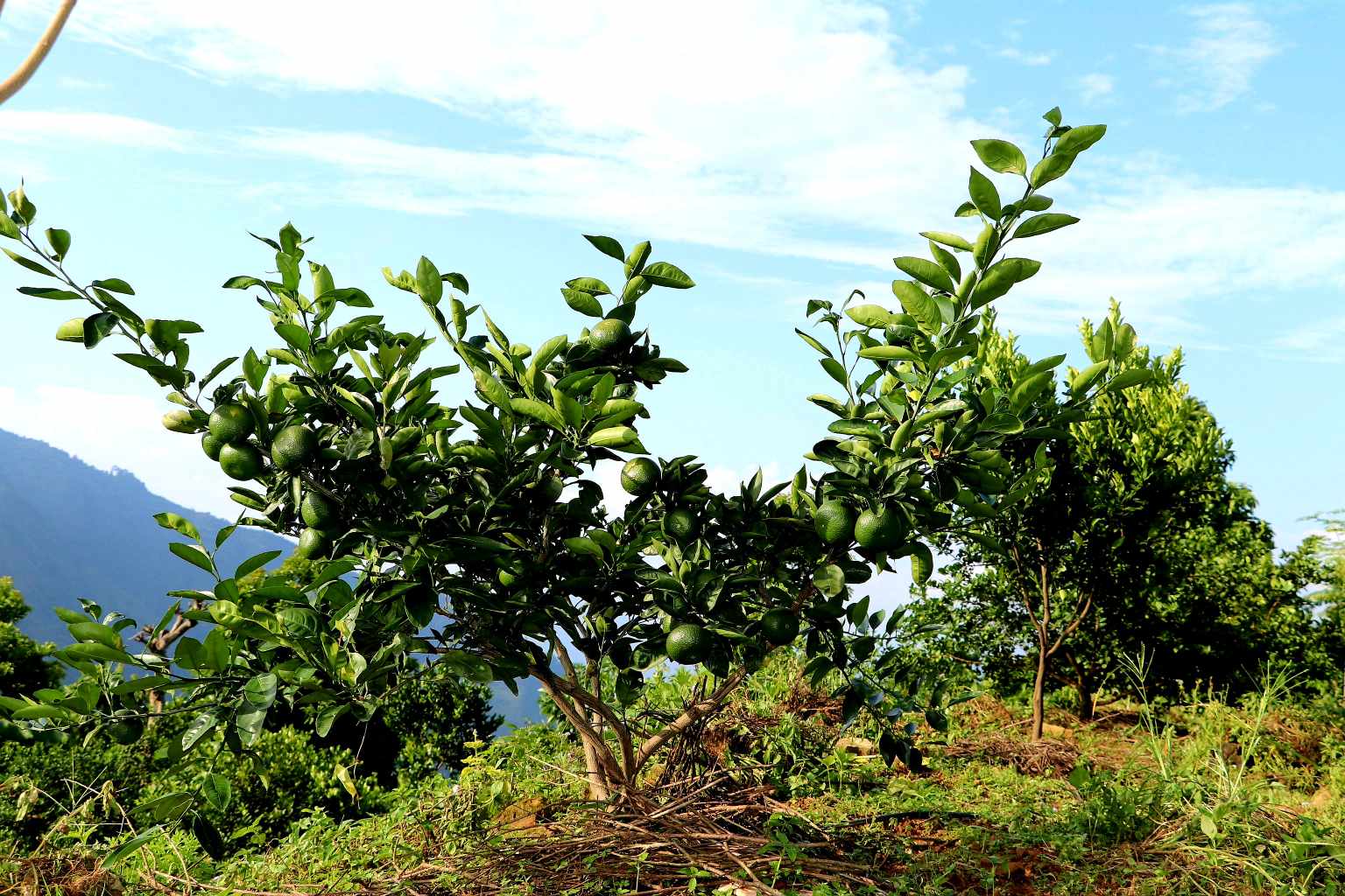 नवलपुरमा सुन्तलाजातको फलफूल खेती दुई गुणा क्षेत्र थपियो, बिरुवामा आत्मनिर्भर