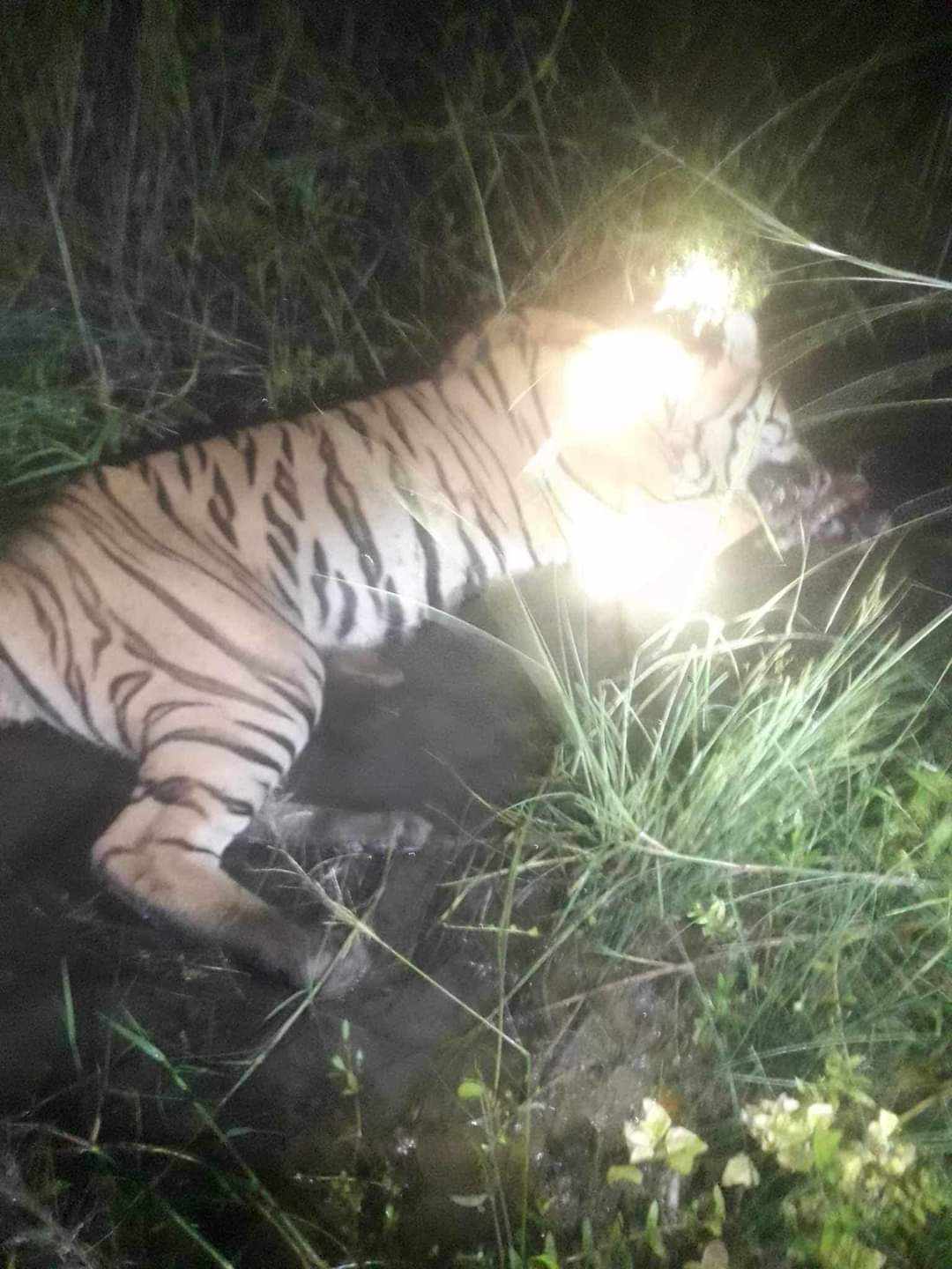 मध्यविन्दुको मानव बस्ती पसेर दुःख दिँदै आएका बाघ समातियो