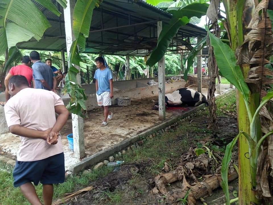 मध्यविन्दुका पशुचौपायामा जङ्गगली जनावरको आक्रमण वढ्दो