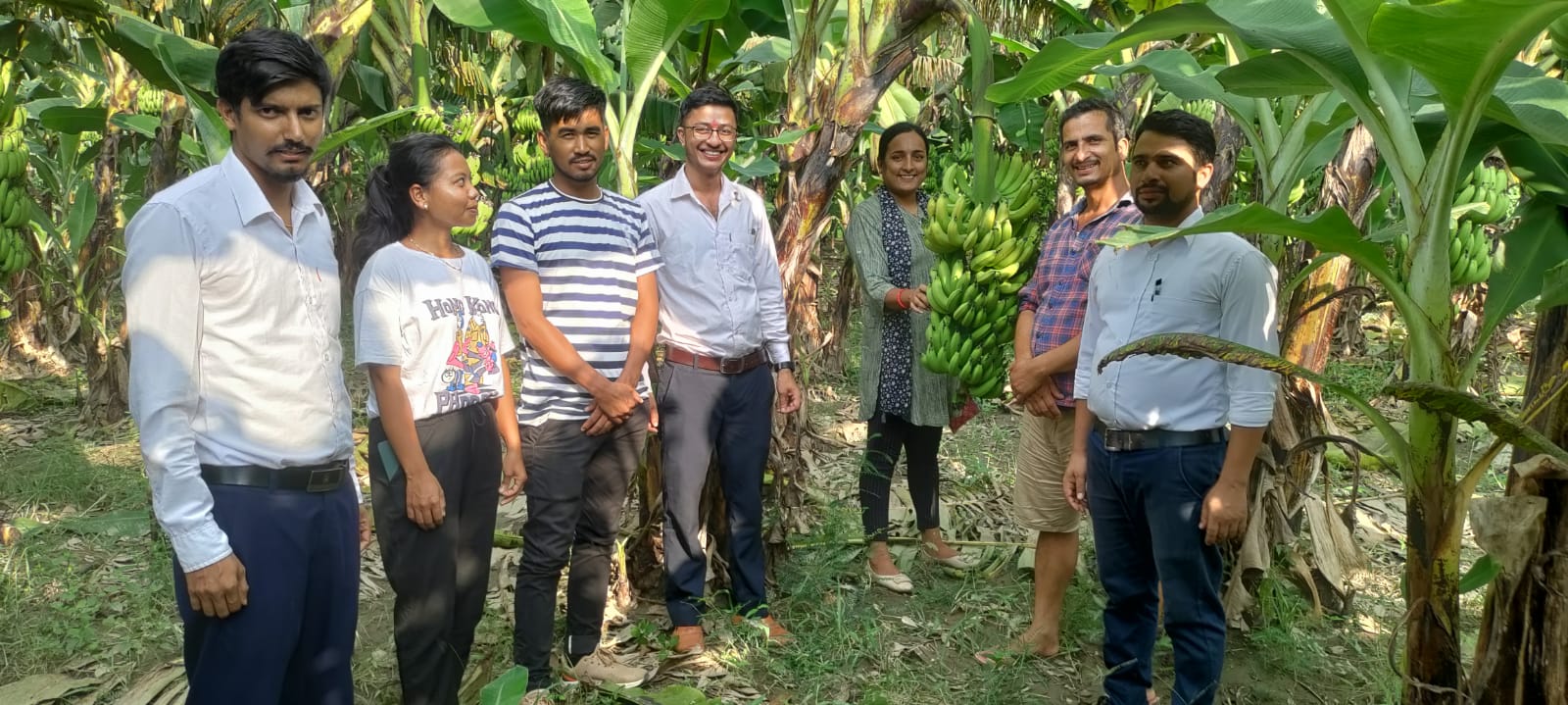 त्रिवेणीको केरा खेतीमा रोग देखिए पछि गाउँपालिकाद्धारा किटनाशक औषधी वितरण