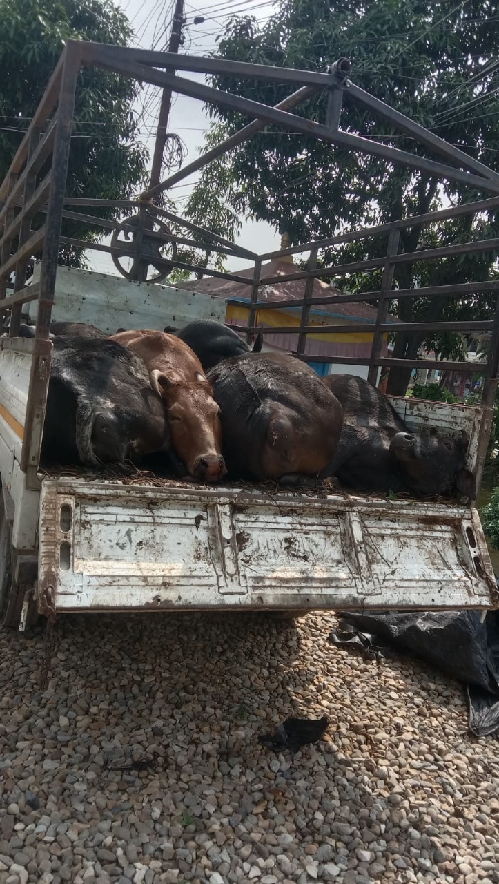 नवलपुरमा मरेका सात वटा गाई सहित दुई जना पक्राउ