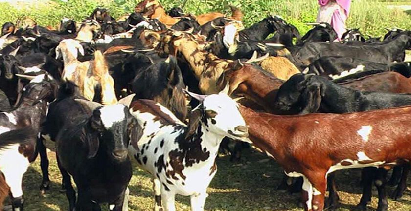 हुप्सेकोटमा खसीबोका विक्री गर्दा प्रतिकिलो १० रुपैयाँ अनुदान