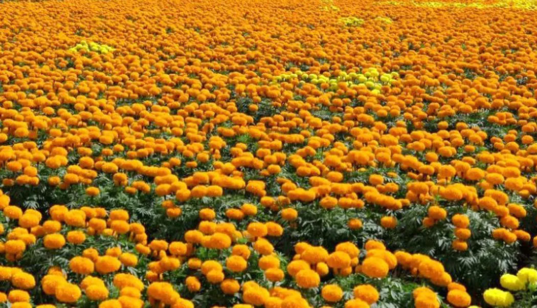 भाइटीकाको साइत ११ बजेर ३७ मिनेटमा