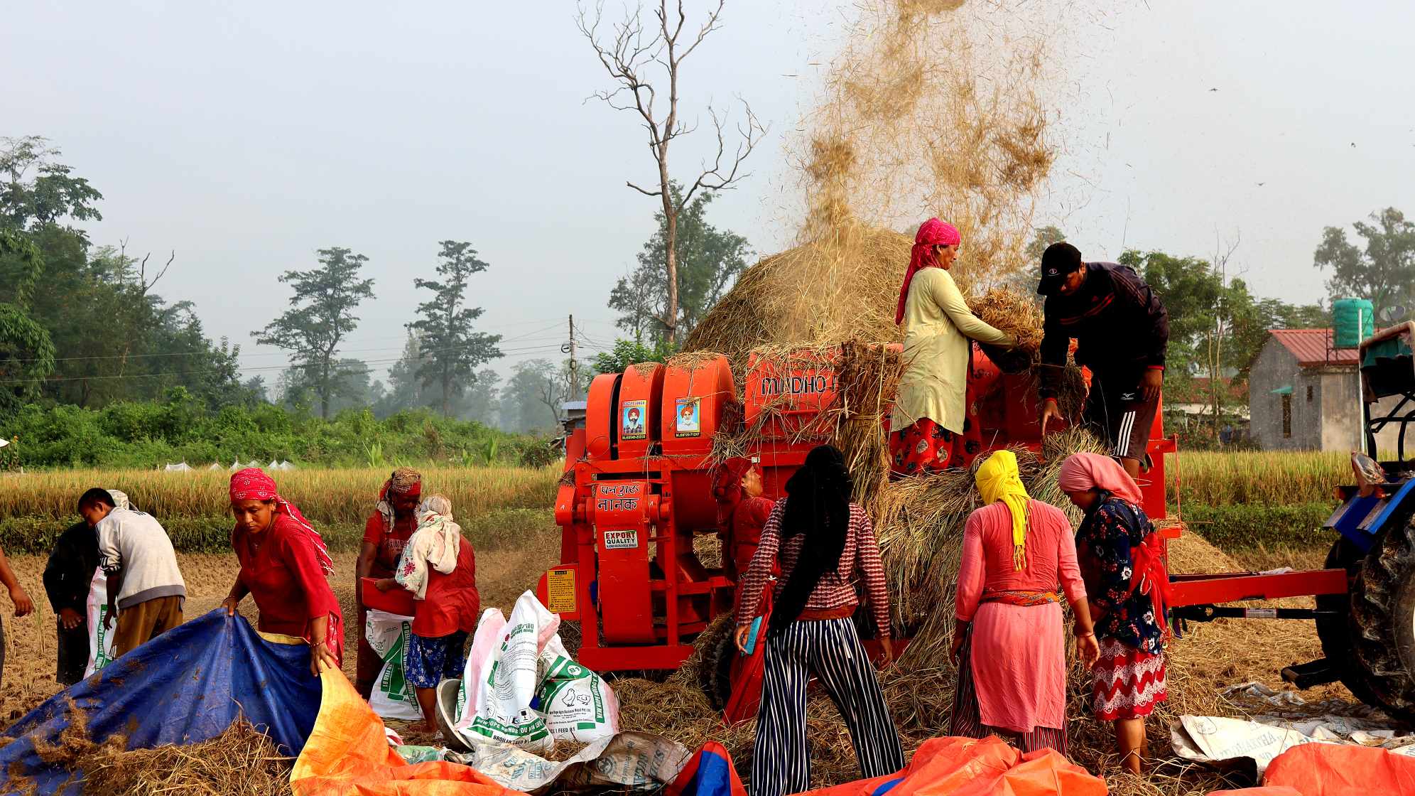 नवलपुरका किसानलाई धान काट्न भ्याइनभ्याइ, उत्पादन बढ्ने अनुमान