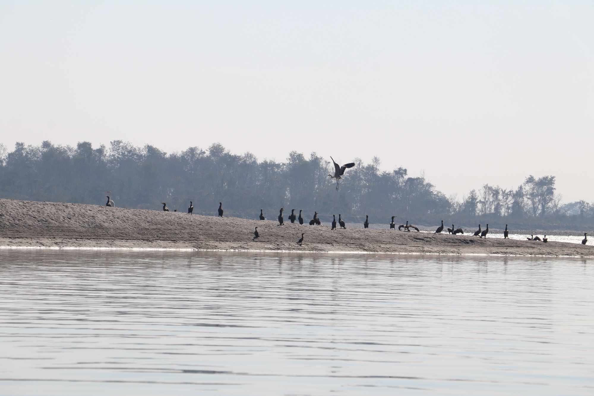 विश्व भँगेरा दिवस : नवलपुरमा चरा अवलोकन पदमार्ग