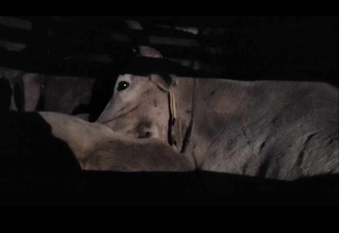 गैँडाकोटमा समातिएका गोरु सहितको ट्रक फिर्ता पठाइयो