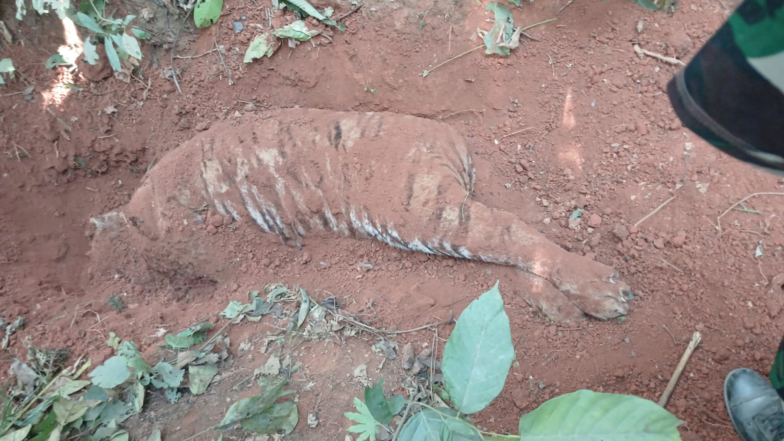 आठ दिनको अन्तरमा फेरि अर्को बाघ मारेर गाडेको अवस्थामा भेटियो 