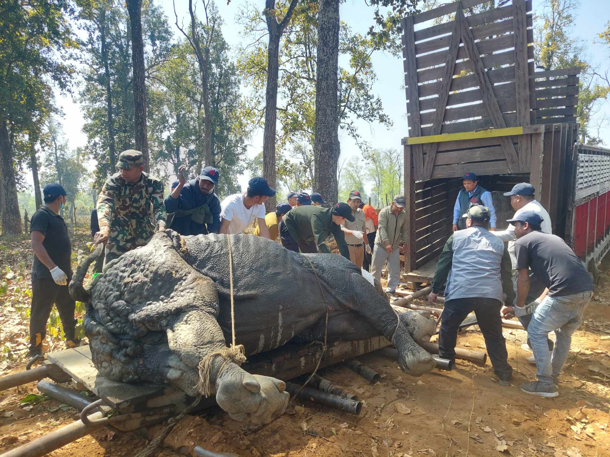 चितवन निकुञ्जमा दुई भाले गैँडाको आन्तरिक स्थानान्तरण