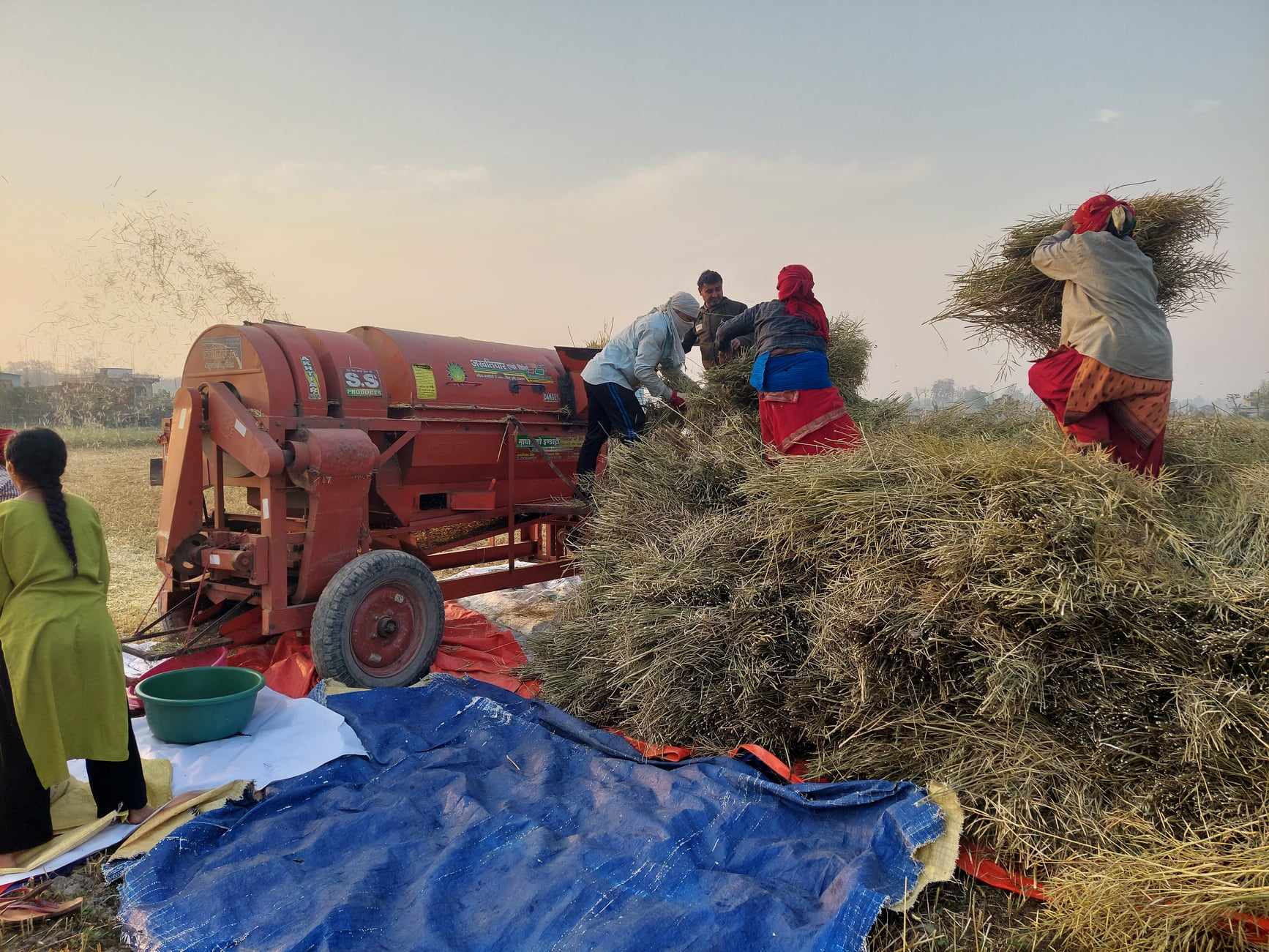 नवलपुरमा तीन हजार मेट्रिक टन तोरी उत्पादन