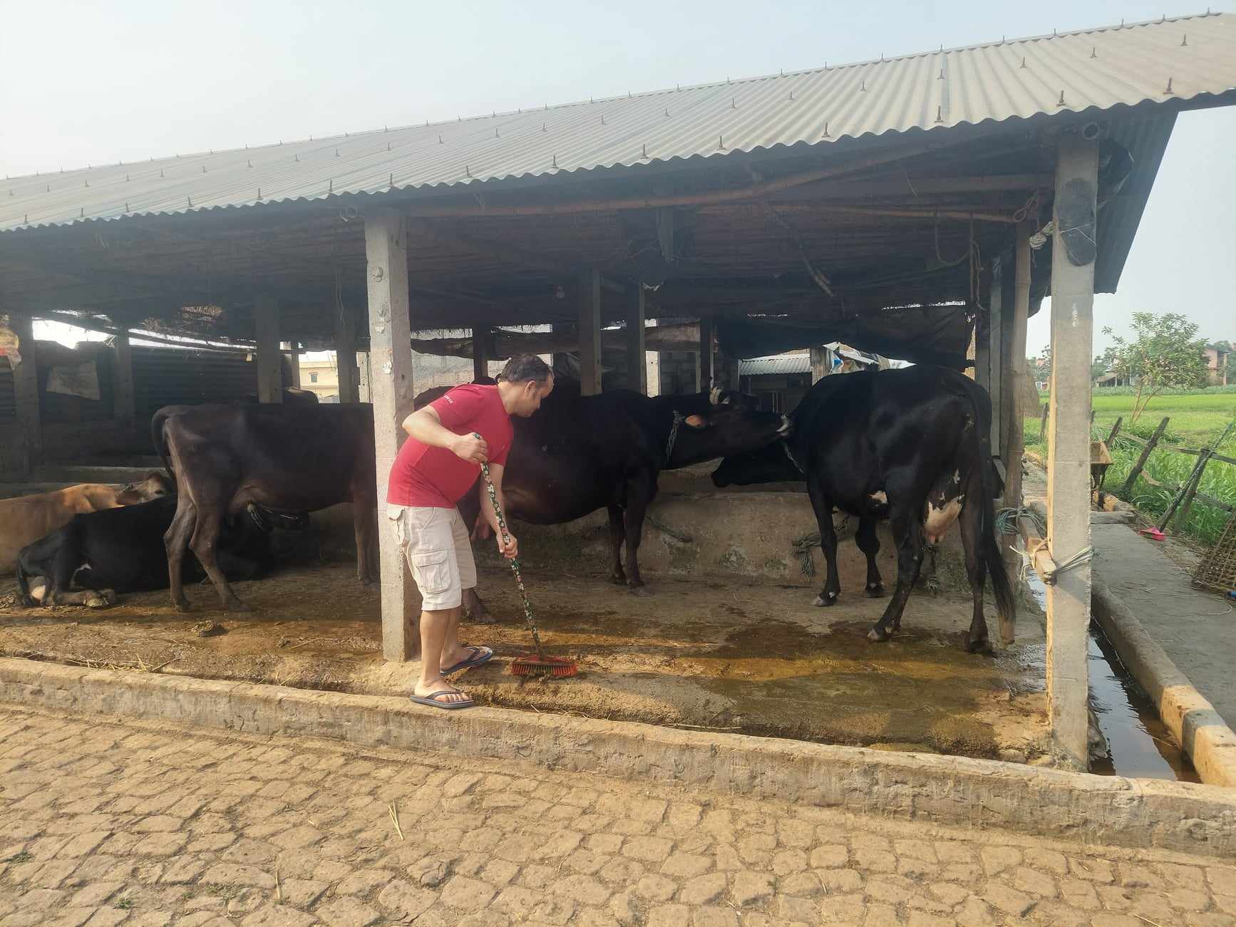 नवलपरासी पूर्व दूध उत्पादनमा आत्मनिर्भर तर उत्पादनको मात्रा उल्लेख्य रूपमा घट्दै
