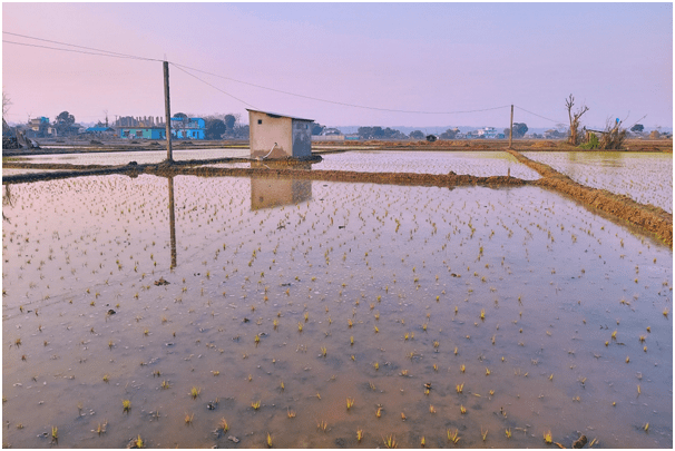नवलपुरमा ८० प्रतिशत धान रोपाइँ