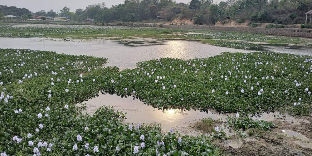 संरक्षणको अभावमा कावासोतीको ऐतिहासिक टरुवा ताल