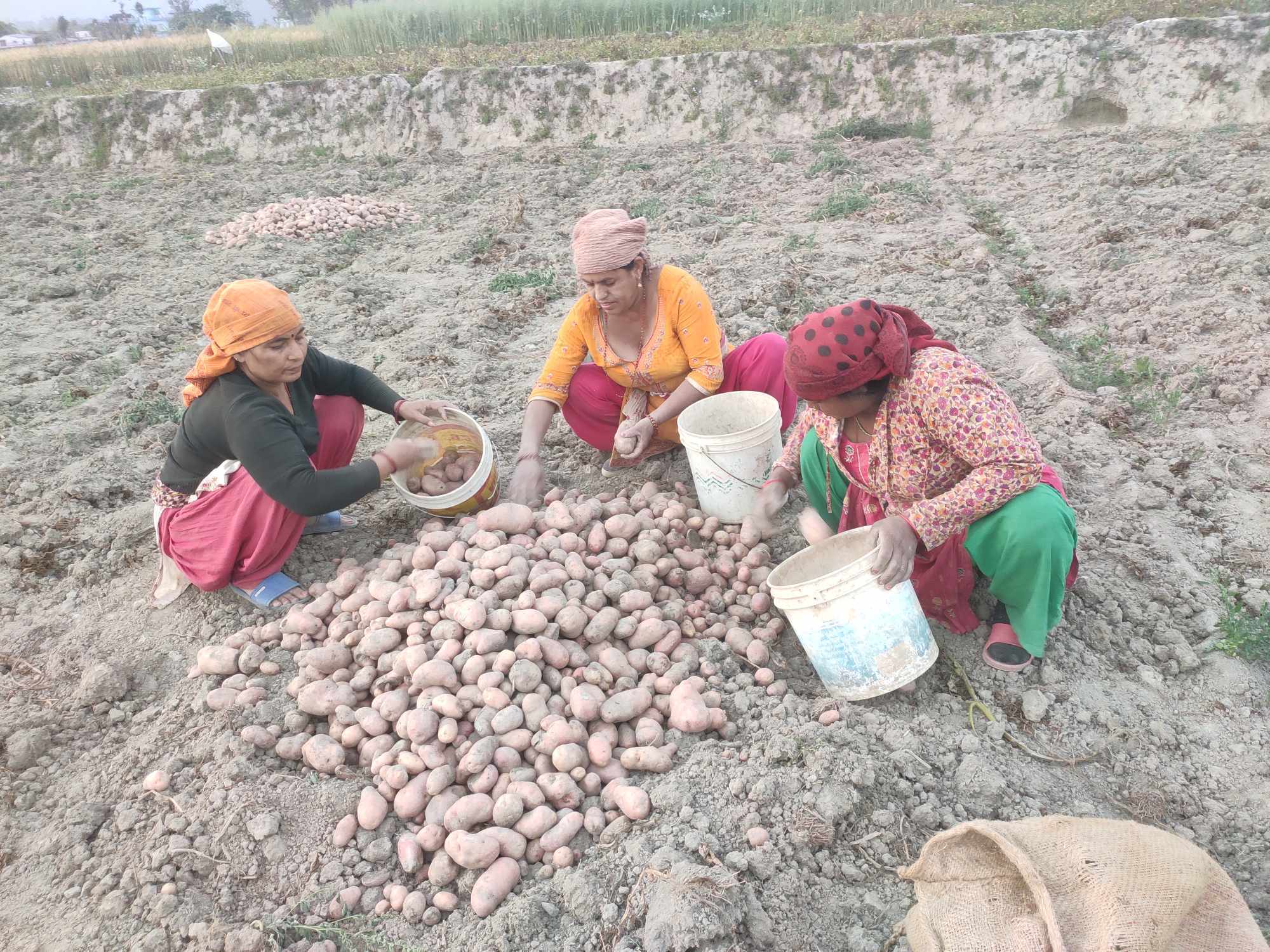 नवलपरासी पूर्वमा आलु खेतीको क्षेत्र र उत्पादन बर्सेनि बढ्दै