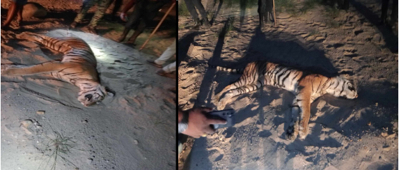 सहवासका क्रममा लडेर पाटेबाघको मृत्यु