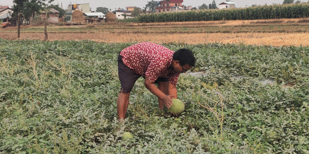 बारीमा तरकारी घरमा रोजगारी