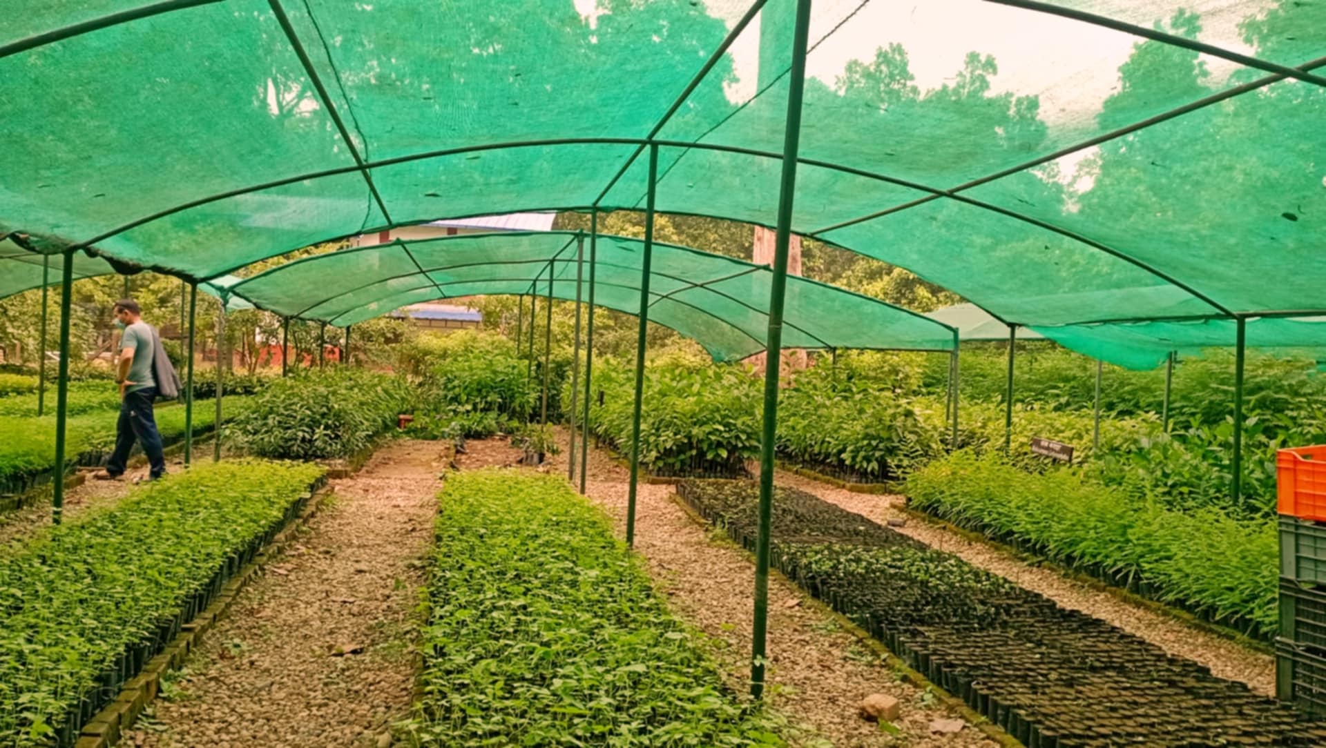नवलपरासीमा भूक्षय रोक्न एक लाख ६० हजार बिरुवा निःशुल्क वितरण गरिँदै