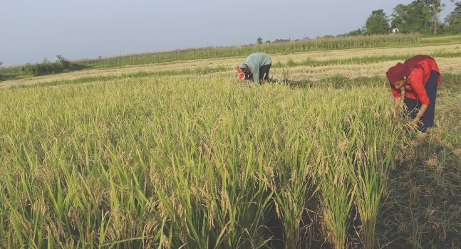 नवलपुरमा धान उत्पादनमा कमी