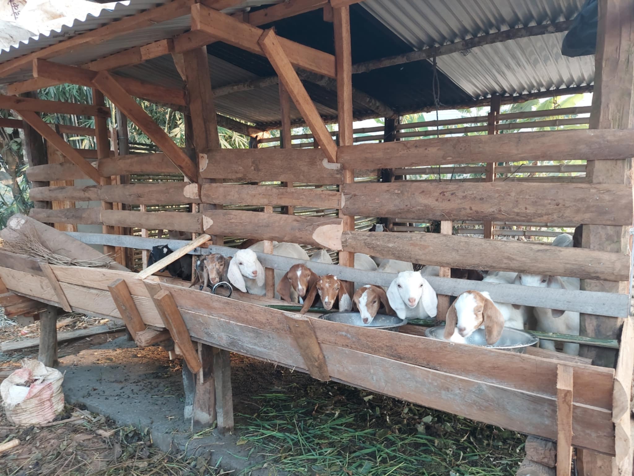 व्यावसायिक बाख्रा पालनतर्फ नवलपुरका किसानको आकर्षण