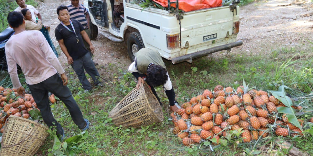 आम्दानीको बलियो स्रोत भुइँकटहरखेती