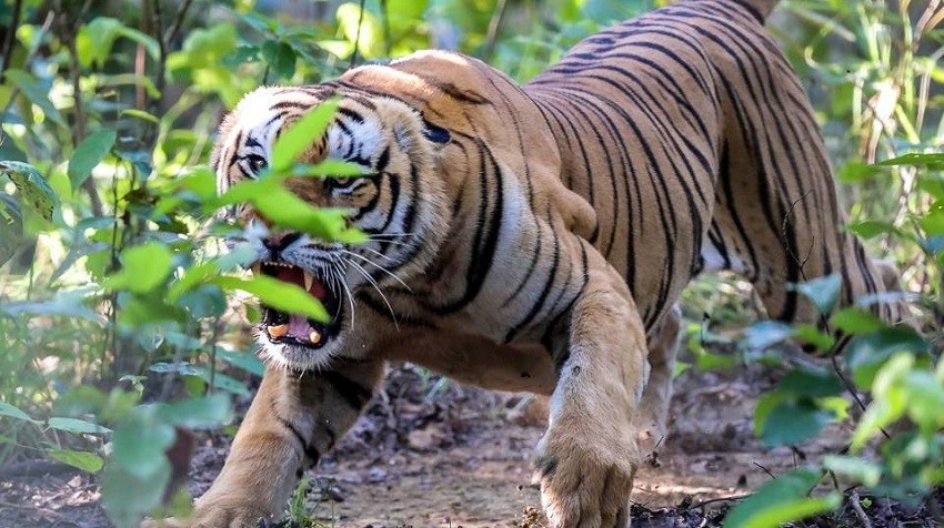 बाघको आक्रमणबाट दुम्कीवासमा एक पुरुषको मृत्यु