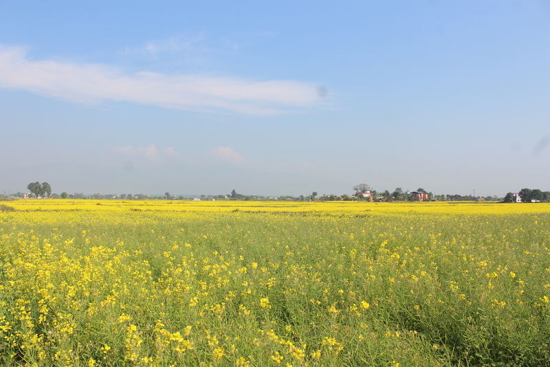 नवलपरासी पूर्वमा तीन हजार ३४ मेट्रिक टन तोरी उत्पादन