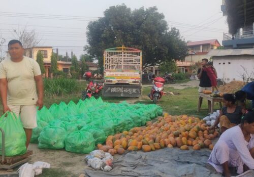कावासोती-१७ का वडा सदस्य मीनबहादुर महतोको लोभलाग्दो मेवाखेती