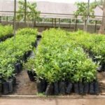 एक लाख दश हजार बिरुवा तयार गरिँदै