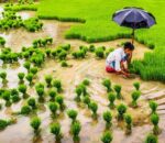 कृषि मन्त्रालयले भन्योः देशभर करिब ७२ प्रतिशत धान रोपाइँ सम्पन्न