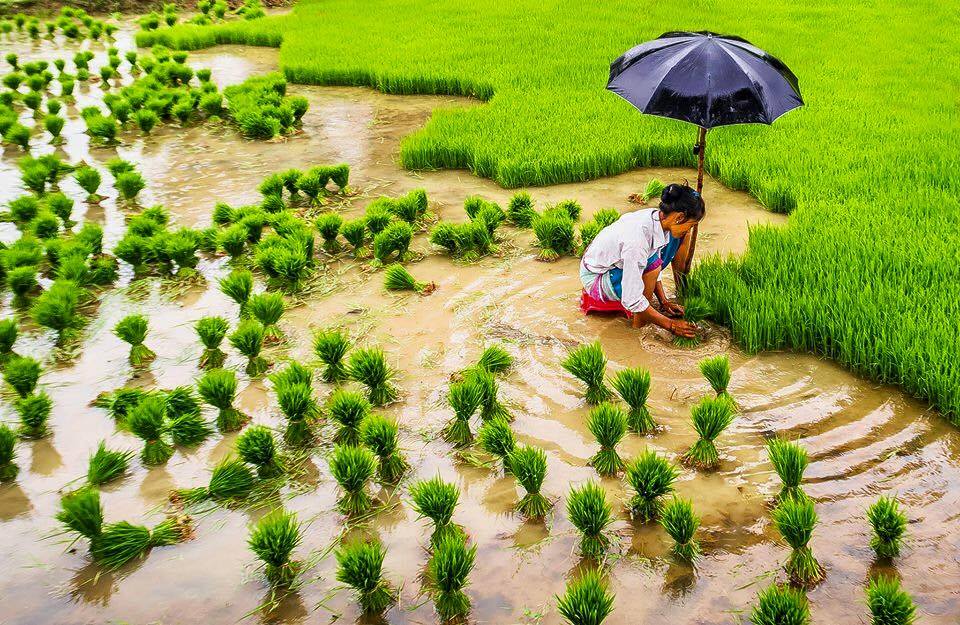 कृषि मन्त्रालयले भन्योः देशभर करिब ७२ प्रतिशत धान रोपाइँ सम्पन्न