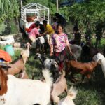 हुप्सेकोटमा महिला नेतृत्वको एक सहकारीमार्फत ३५० खसीबोका विक्री