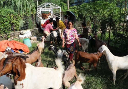 हुप्सेकोटमा महिला नेतृत्वको एक सहकारीमार्फत ३५० खसीबोका विक्री