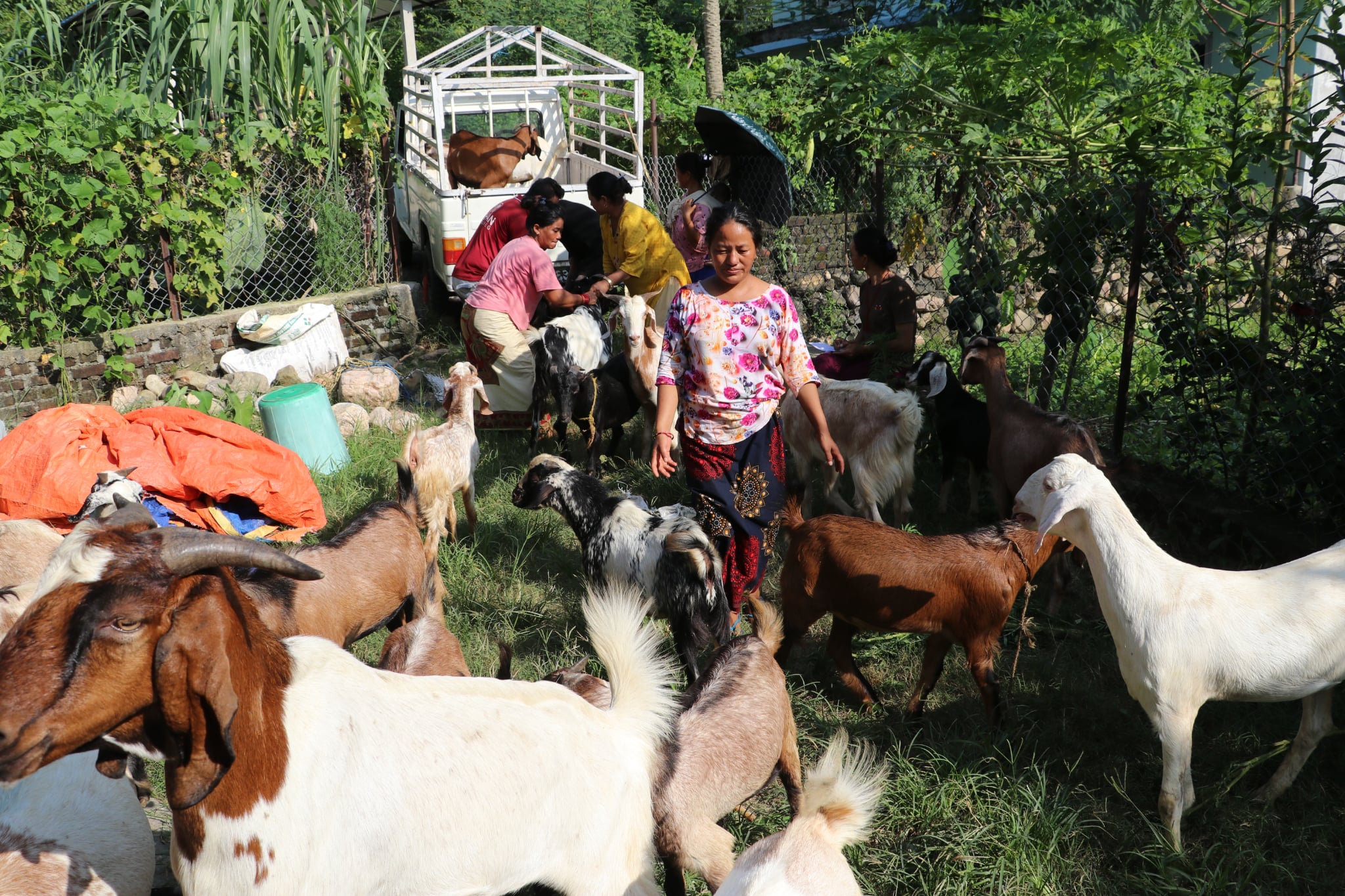 हुप्सेकोटमा महिला नेतृत्वको एक सहकारीमार्फत ३५० खसीबोका विक्री