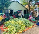 मधु जातको काँक्रोको सफल अनुसन्धान