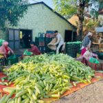 काँक्रा खेतीमा रमाउँदै हुप्सेकोटका किसान