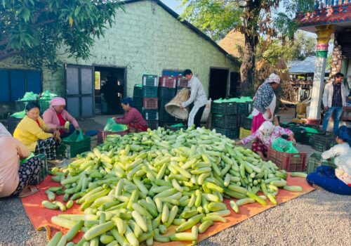 काँक्रा खेतीमा रमाउँदै हुप्सेकोटका किसान