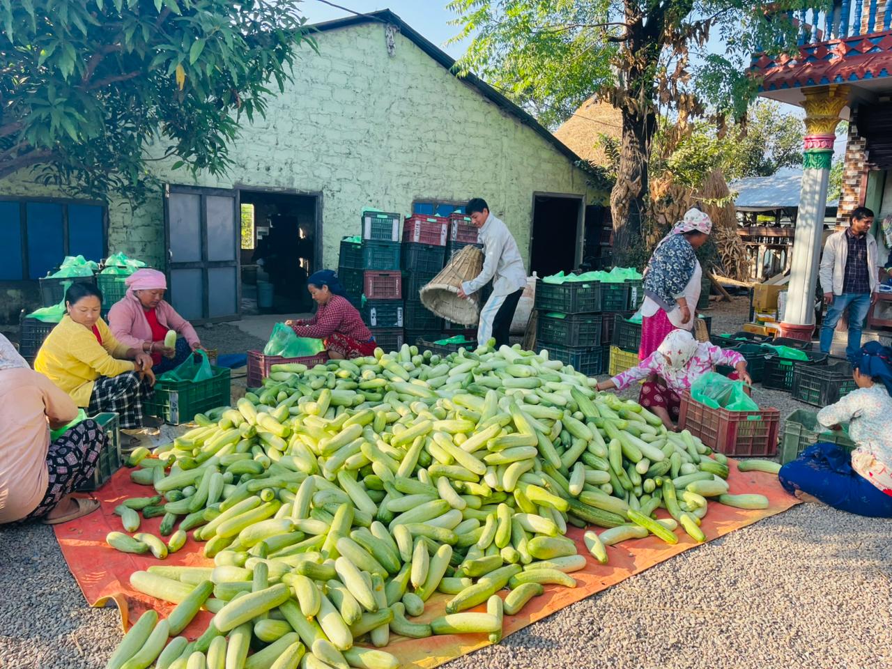 काँक्रा खेतीमा रमाउँदै हुप्सेकोटका किसान