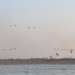 नारायणी नदी क्षेत्रमा ४२ प्रजातिका चरा भेटिए