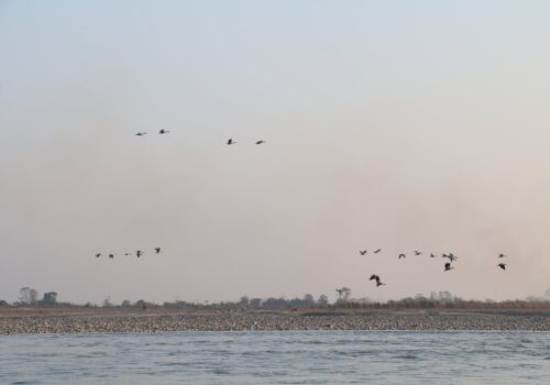 नारायणी नदी क्षेत्रमा ४२ प्रजातिका चरा भेटिए