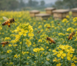 कावासोतीमा महको दररेट निर्धारण, समन्वय बिना मौरी ल्याए कारबाही गरिने