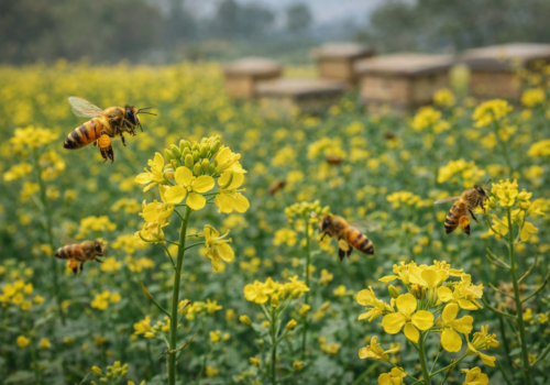 कावासोतीमा महको दररेट निर्धारण, समन्वय बिना मौरी ल्याए कारबाही गरिने