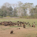 गिद्ध संरक्षणका लागि विषाक्त औषधी प्रयोगमा प्रतिबन्ध लगाउनु पर्नेमा जाेड