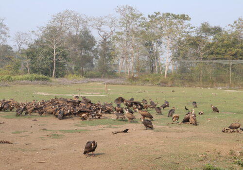 गिद्ध संरक्षणका लागि विषाक्त औषधी प्रयोगमा प्रतिबन्ध लगाउनु पर्नेमा जाेड